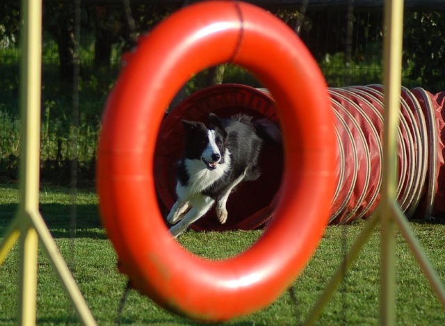 Vote final concours photo en Agility - 2009 Copie_10