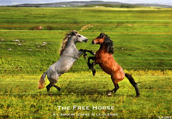 The free horse