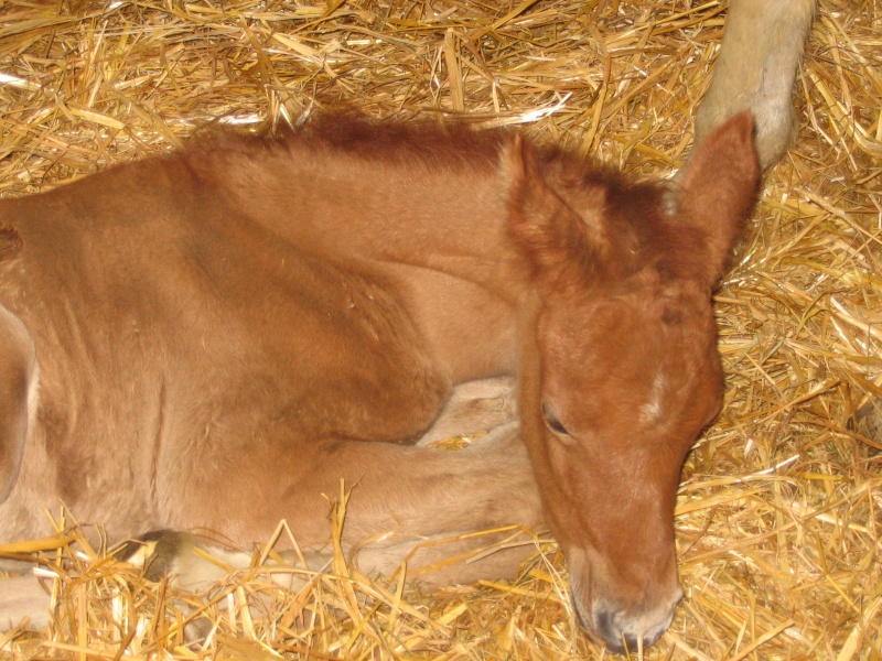 2008 PIRUET X SHARAH par NA COLT 21030810