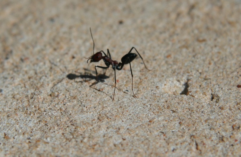 La fourmi travailleuse Djerba15
