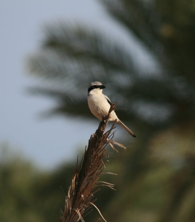 Et une petite serie d'oiseaux divers (ou d'hivers?) Djerba16