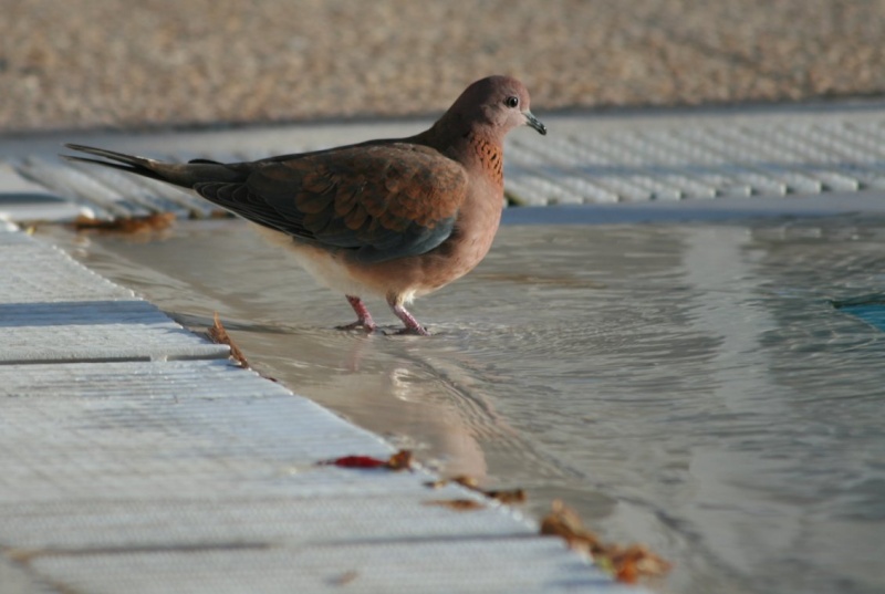 Et une petite serie d'oiseaux divers (ou d'hivers?) Djerba18