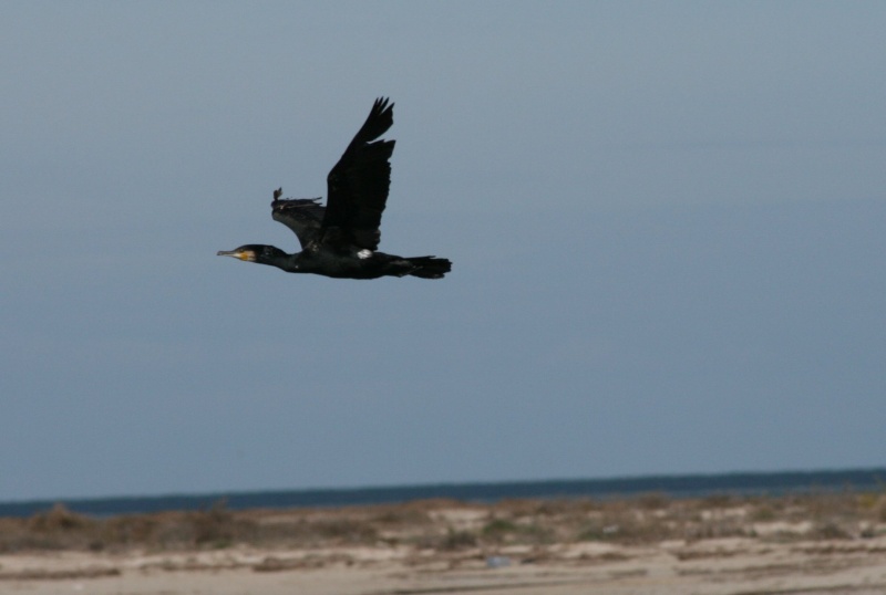 Et une petite serie d'oiseaux divers (ou d'hivers?) Djerba20