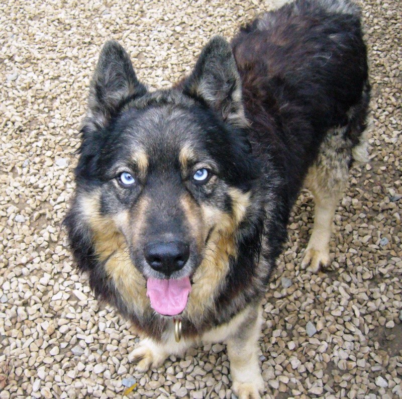 SOS BART - x malamute/husky et ... - LA LOUVIERE (Belgique) ADOPTE - Page 9 Bart_510