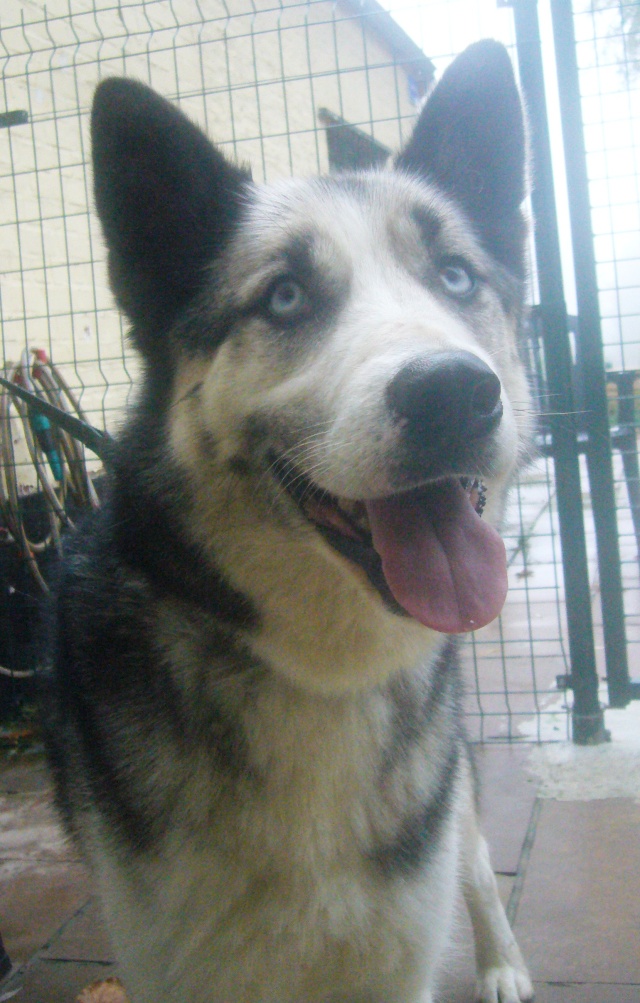 FIDJI - croisé malamute parti rejoindre les anges - Page 4 Fidji_10
