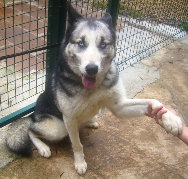 FIDJI - croisé malamute parti rejoindre les anges - Page 4 Fidji_12