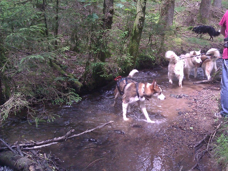 kern repab.. Garou "Trouvé husky attaché à un arbre depuis plusieurs jours" ...ADOPTE!!!!! - Page 3 Une_pe10