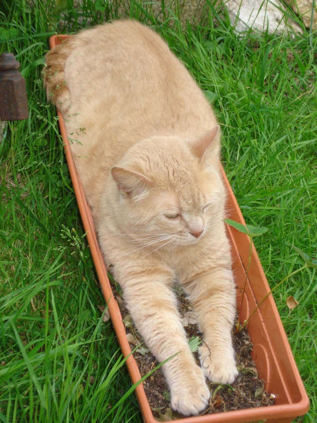 hommage a mon chat Eugène dit Nounours Chats_11