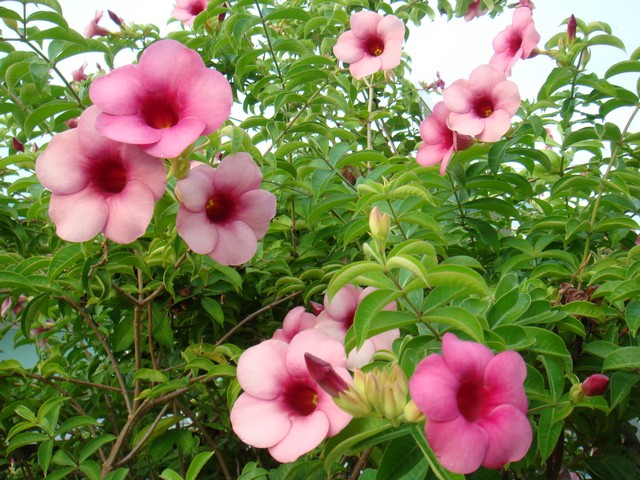 Les fleurs polynésiennes Dsc00712