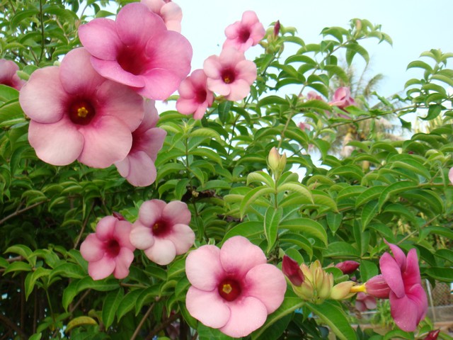 Les fleurs polynésiennes Dsc00713