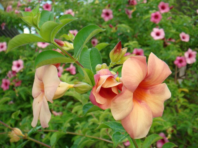 Les fleurs polynésiennes Dsc00714