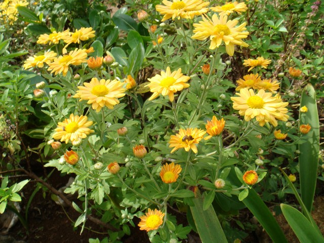 Les fleurs polynésiennes Fleur10