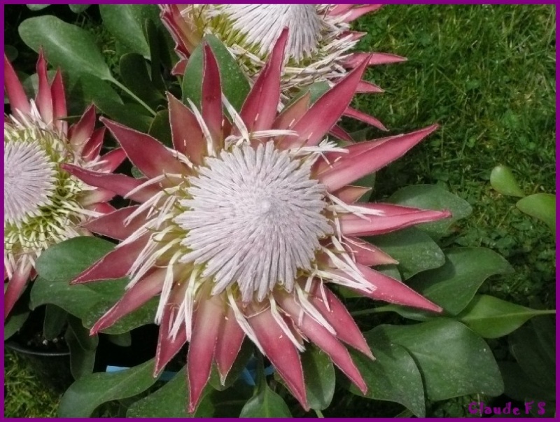 Expo de fleurs au château de Gaujacq (40) Gaujac17