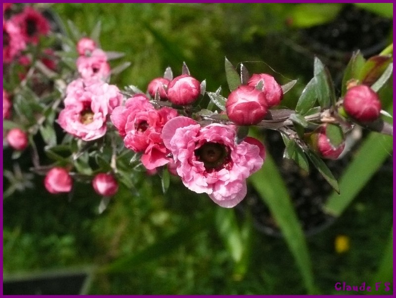 Expo de fleurs au château de Gaujacq (40) Gaujac23