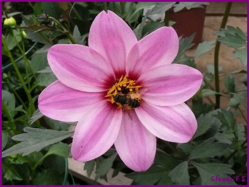 Expo de fleurs au château de Gaujacq (40) Gaujac30