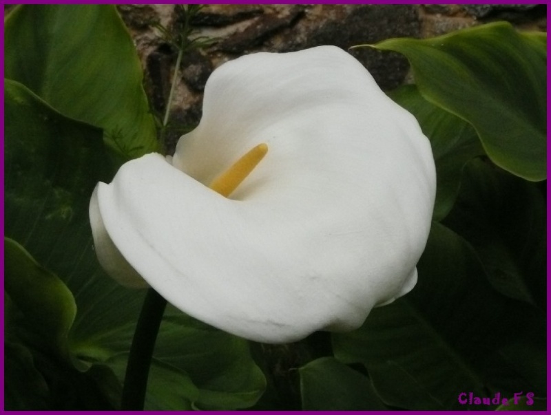 Expo de fleurs au château de Gaujacq (40) Gaujac31