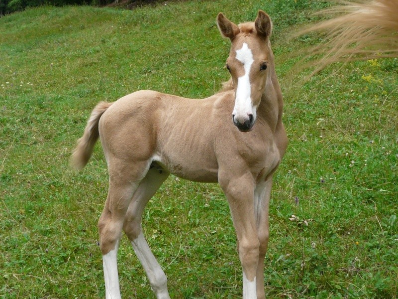 poulain mâle oc palomino RESERVE!!! P1020615