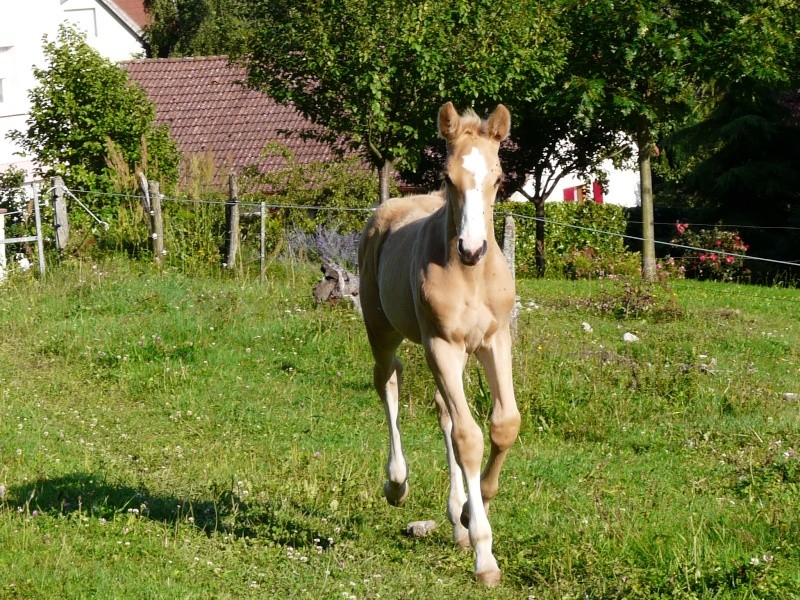 poulain mâle oc palomino RESERVE!!! P1020810