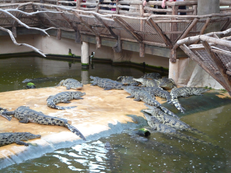 Reptilarium Mt St Michel 02111