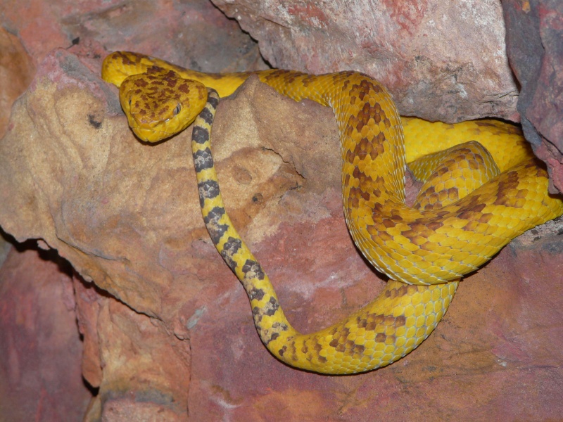 Reptilarium Mt St Michel 04311