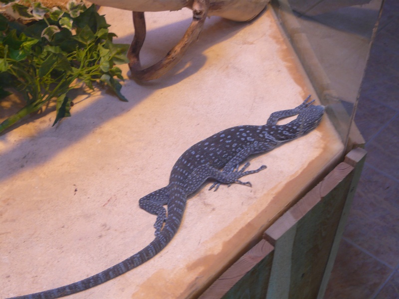 Reptilarium Mt St Michel 05610