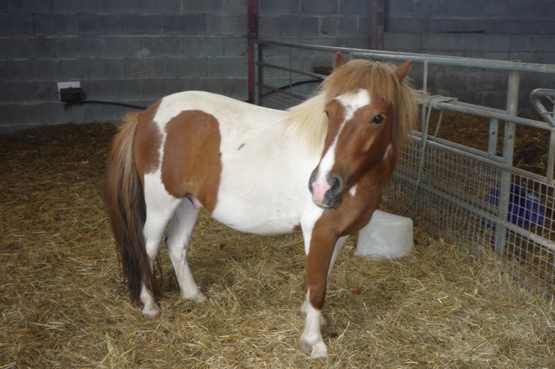 CEYAR poney shetland  4 ans   Ceyar10