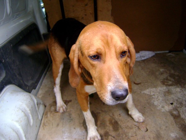 COOPER, croisé beagle/anglo mâle, 2 ans (79) Chien-18