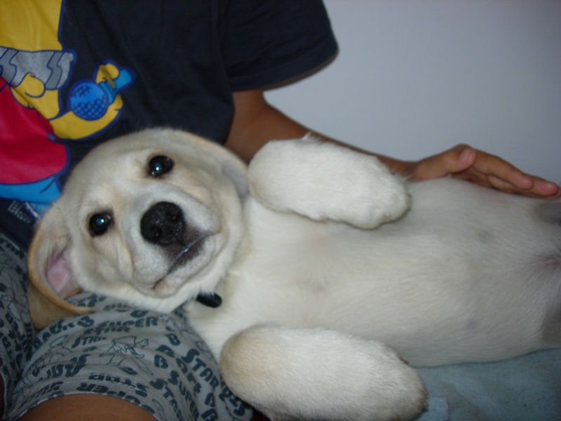 GOOGLE chiot croisé labrador   beige  né 24/06/2011 en accueil   (49 ) Dscn5512