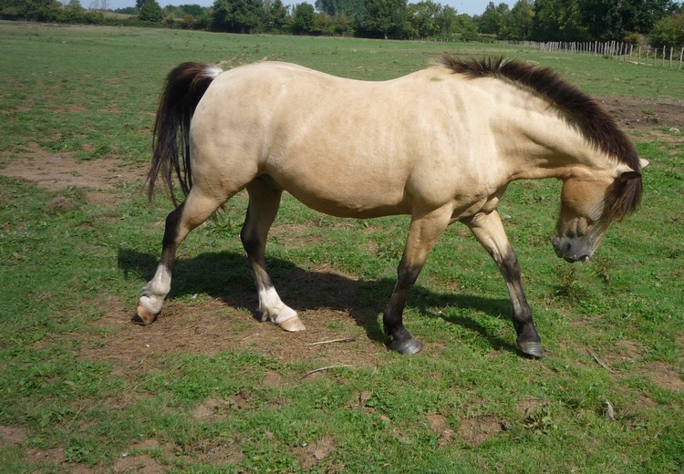 LOUPIO  grand poney  hongre  12 ans  Loupio12