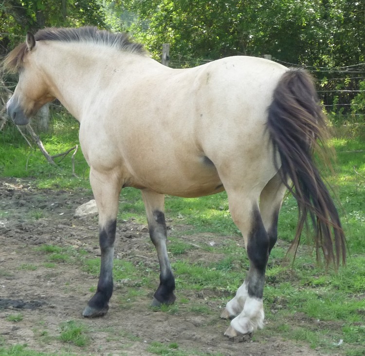 LOUPIO  grand poney  hongre  12 ans  Loupio14