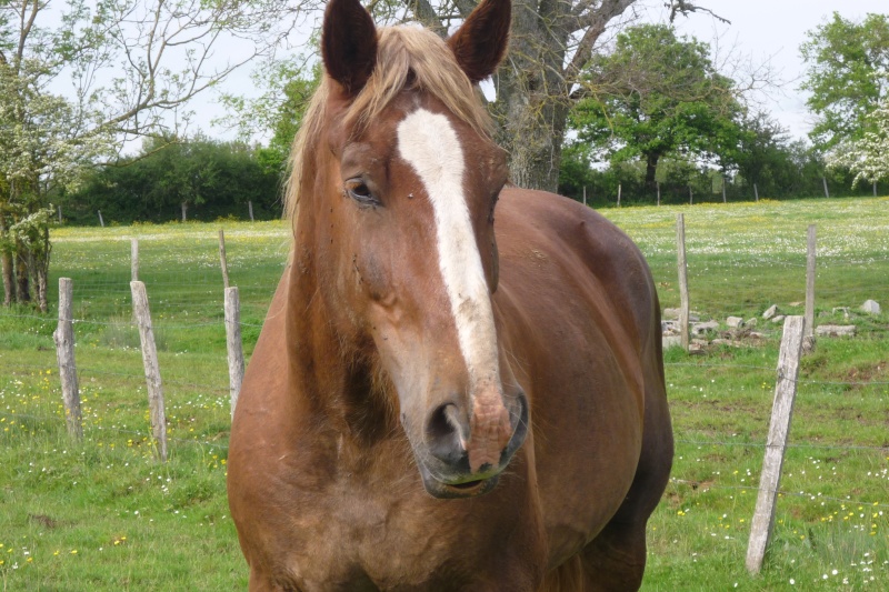 HEROS cob normand 15 ans MONTABLE P1070614