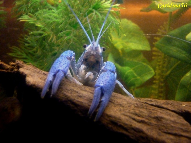 Écrevisse bleue de Floride, procambarus alleni Alleni15