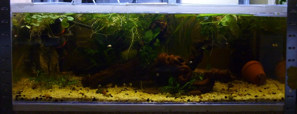 Ma "fishroom" et mes bacs, leurs habitants Bac_da13