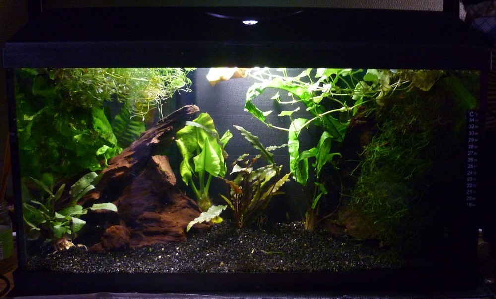 Ma "fishroom" et mes bacs, leurs habitants - Page 2 Bacasi10