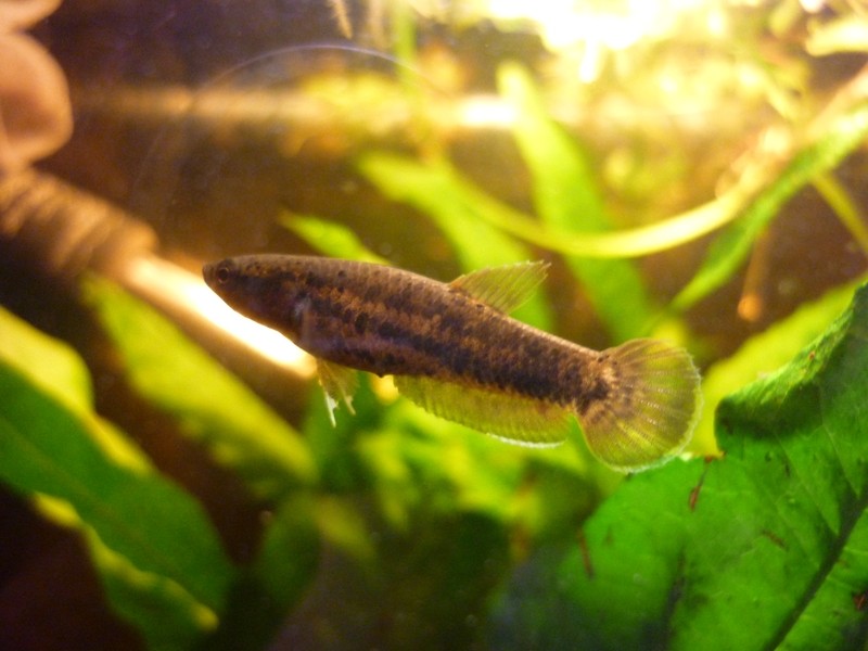 mes bettas channoïdes Channo13