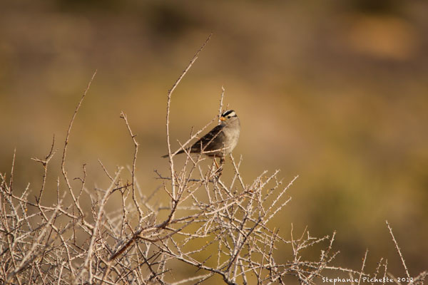 Mes prises du Red Rock Canyon, Nevada Bruant10