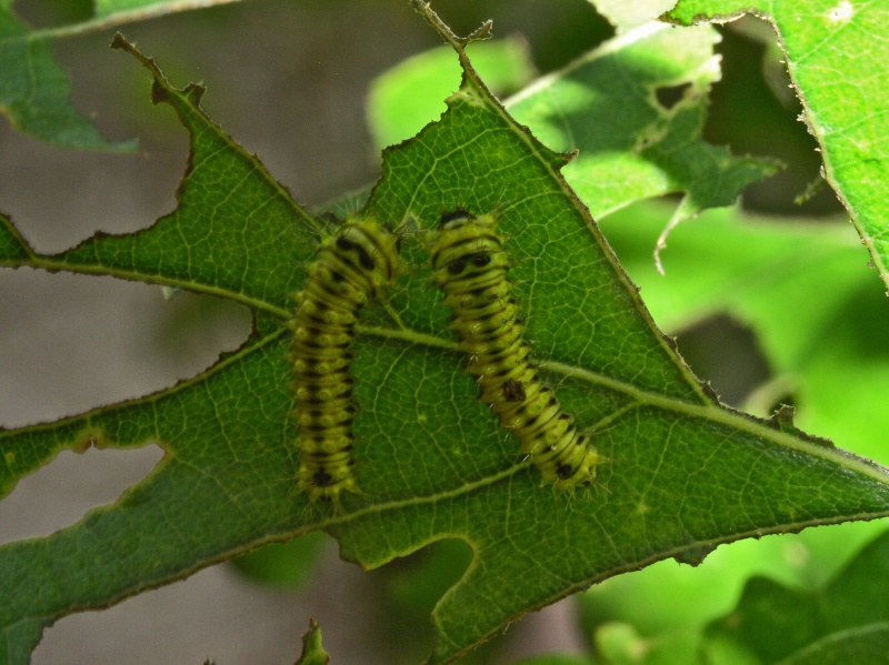 Antheraea mylitta Anther11