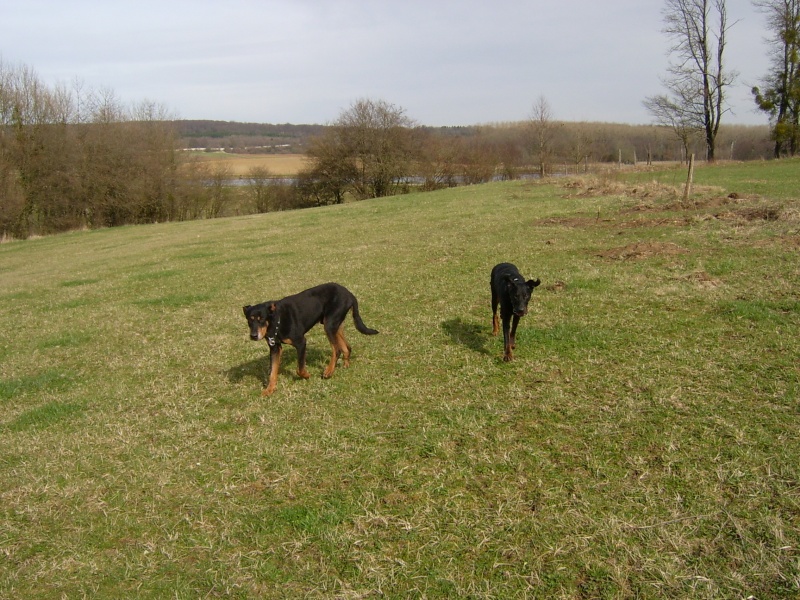 Lupo croisé beauceron - Page 2 Photo_16