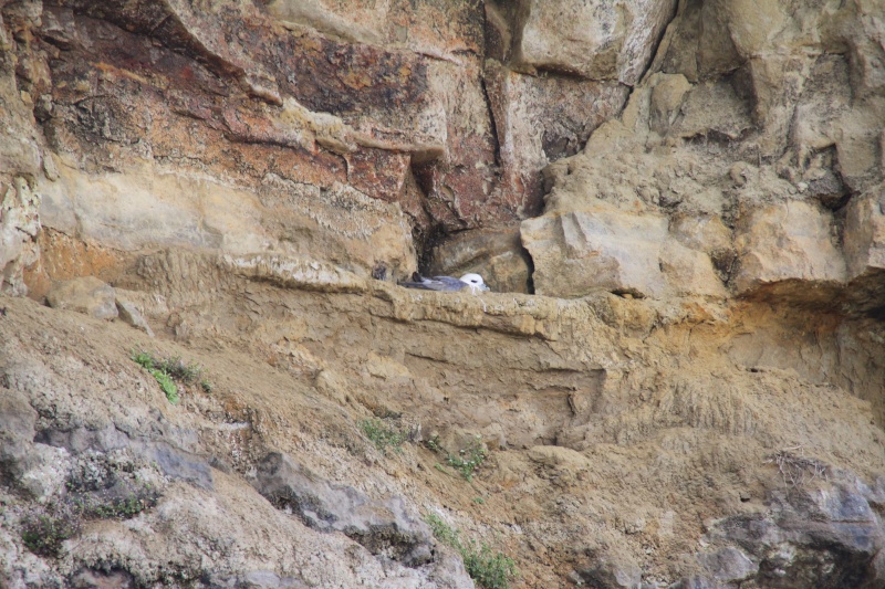 Fulmar boral Img_8410