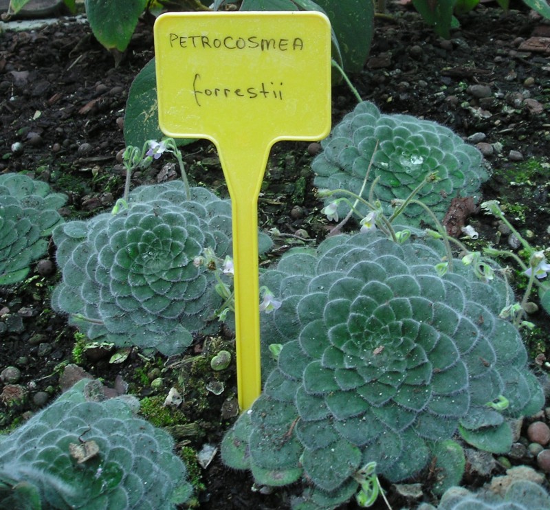 Petrocosmea A. tabulaeiforme. Succulente ?? P6130010
