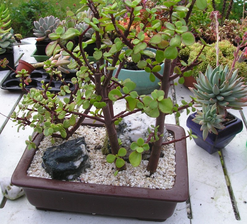 bonsa succulents Potee310