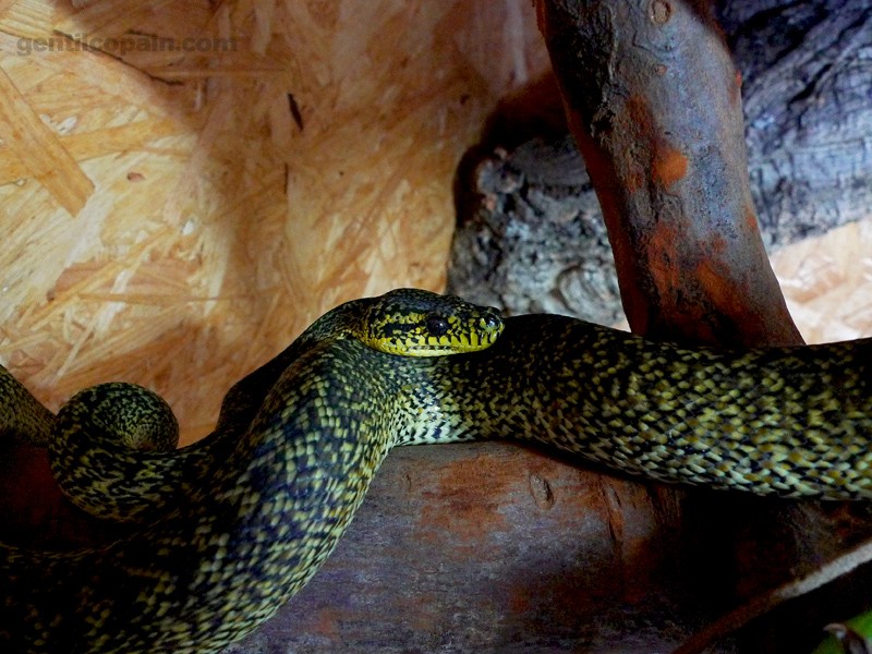 Les différentes phases de morelia spilota harrisoni? Spilot14