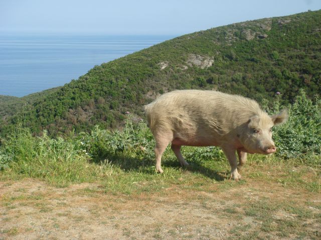 Photos: La Corse ...... - Page 2 Dsc04210