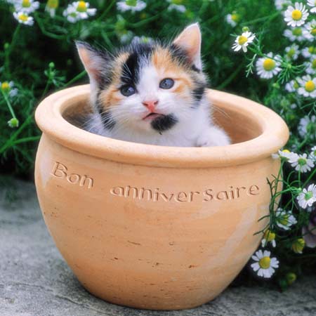 Bon Anniversaire Chat Bon Anniversaire Chat