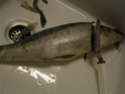 le Sandre poisson d'eau douce Pict0034