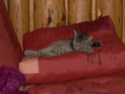 petits chatons a donner en 2007 Tigrou10