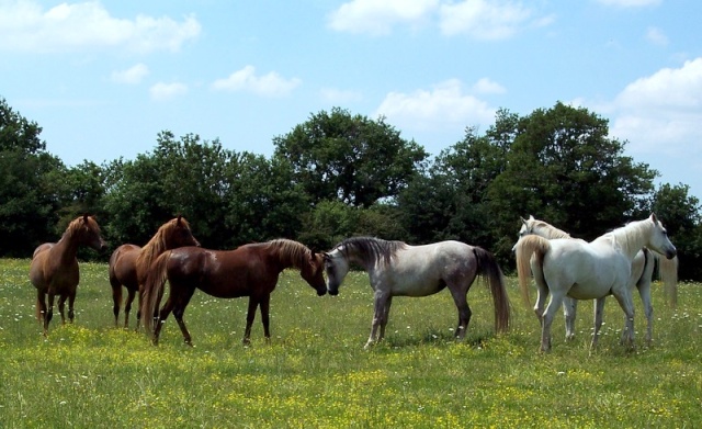 Chien ne supportant pas les chevaux pie! 00526