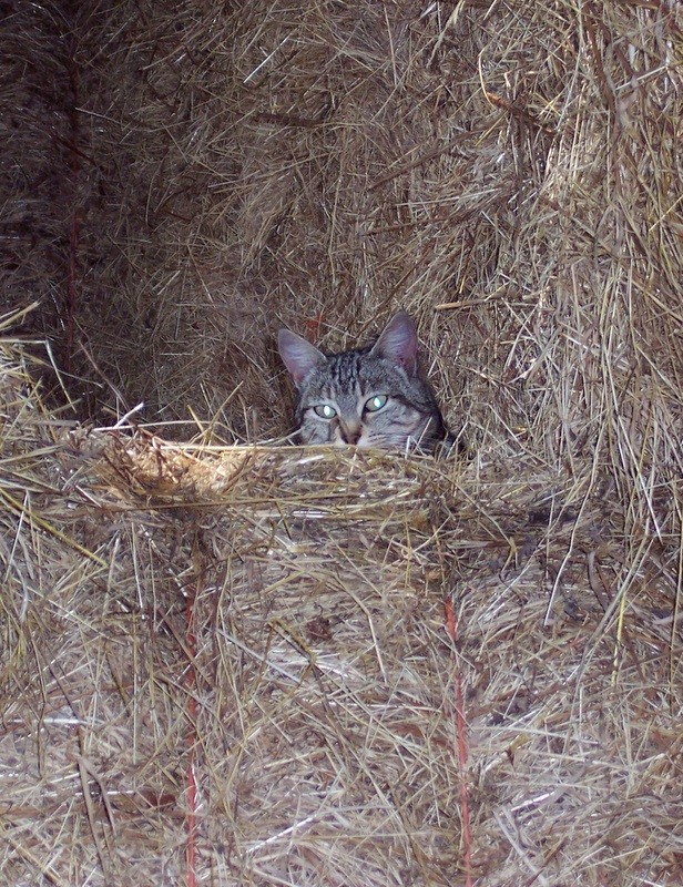 une histoire de chat.. 04310