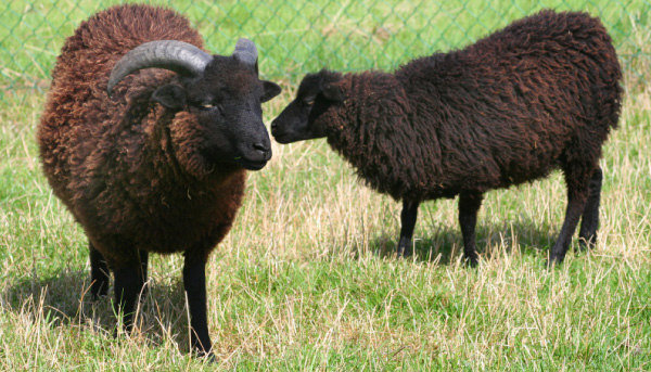 à donner moutons d'ouessant Xlmou10