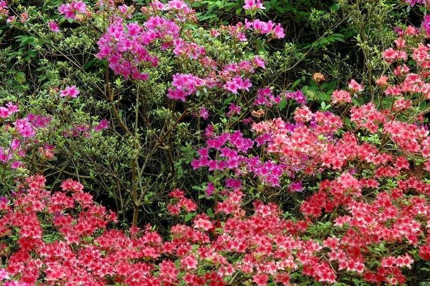 Azalées ou rhododendrons Dsc_6831